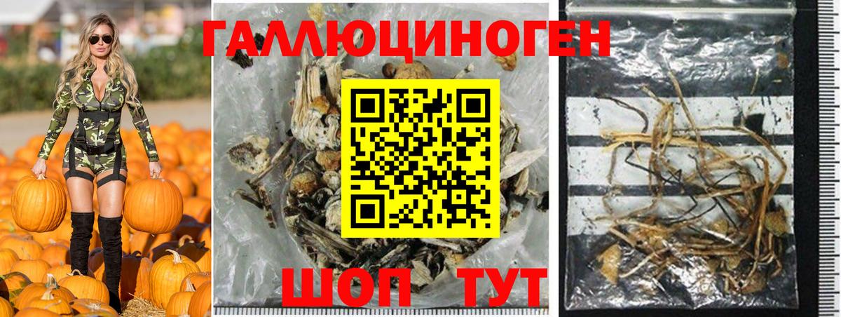 Псилоцибиновые грибы Psilocybine cubensis  Вход с VPN  Камышлов 